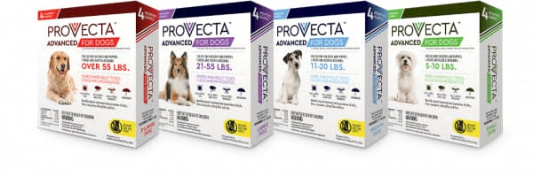 Provecta