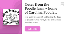 Carolina Poodle Rescue at Substack
