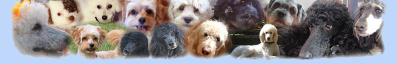Carolina Poodle Rescue Shop